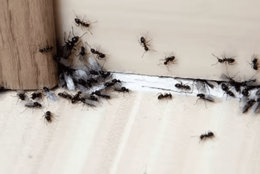 Ants Removal Pest Control