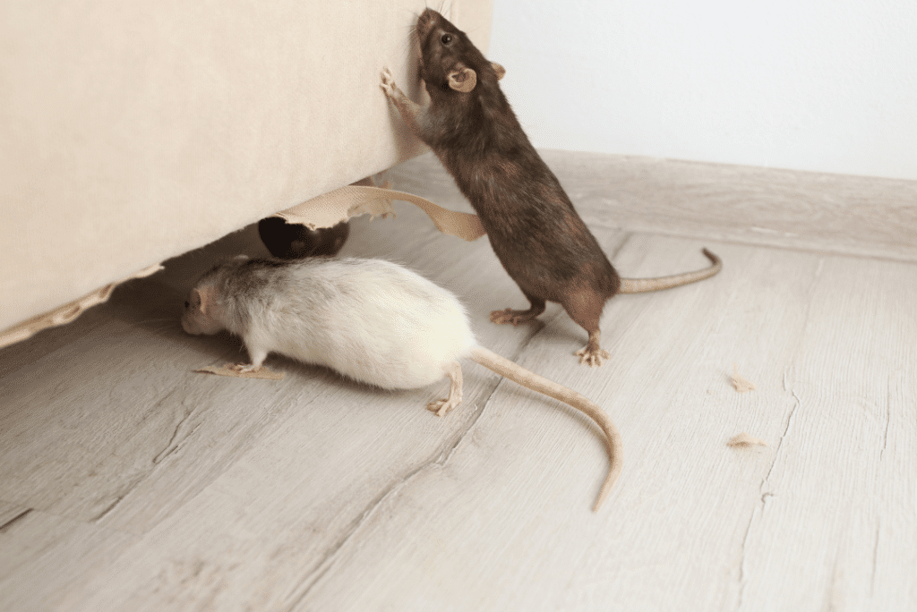 Rat and Mouse Pest Control