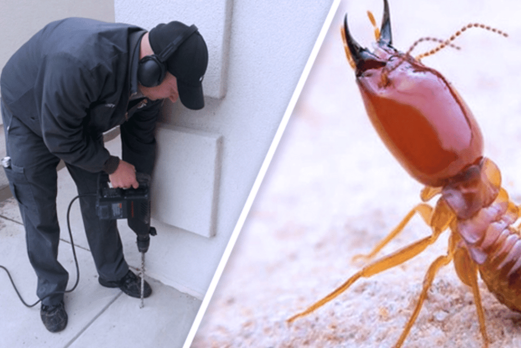 Termite Pest Control